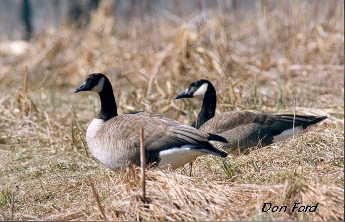 Photo (4): Canada Goose