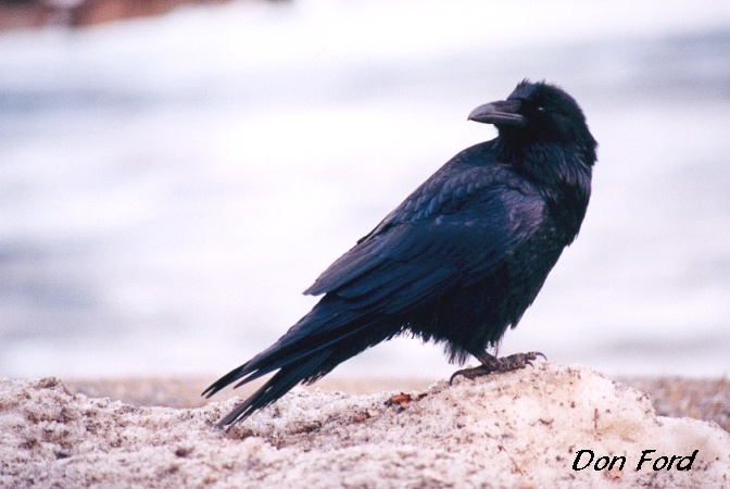 Photo (10): Common Raven