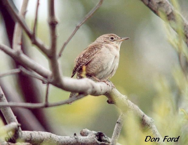 Photo (20): House Wren