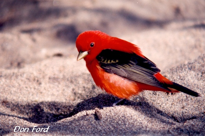 Photo (17): Scarlet Tanager