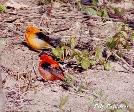 Photo (22): Scarlet Tanager