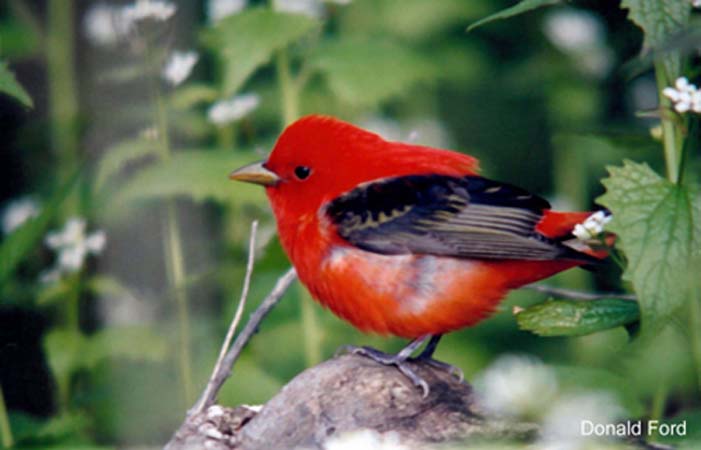Photo (18): Scarlet Tanager
