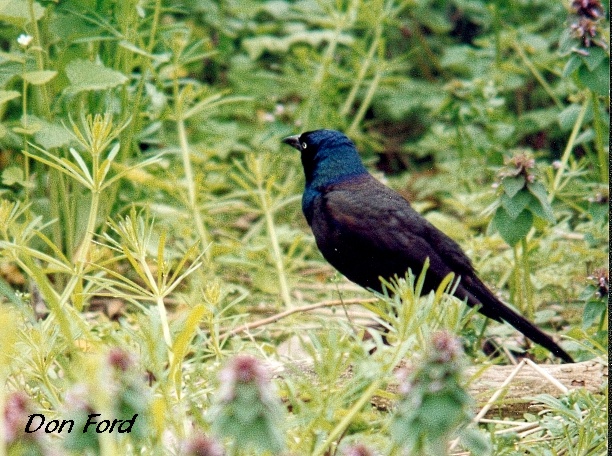 Photo (15): Common Grackle