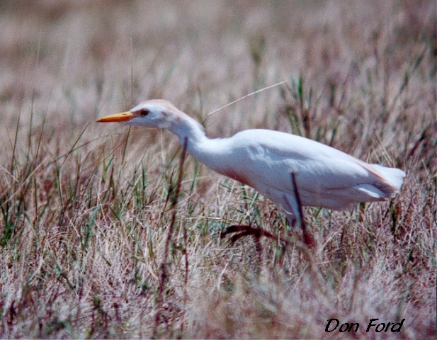 Photo (13): Cattle Egret