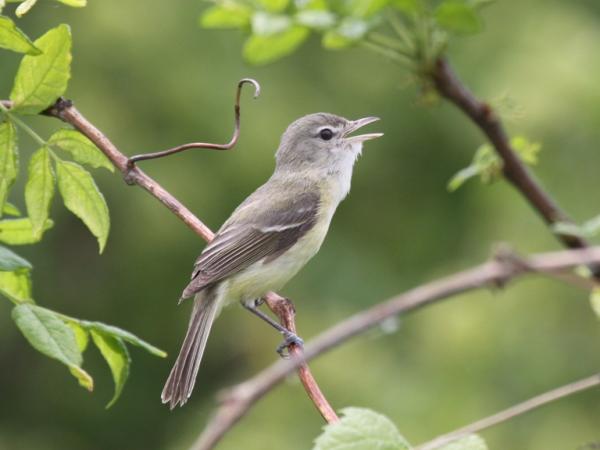 Photo (1): Bell's Vireo