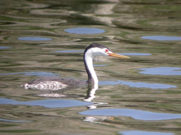 Photo (3): Clark's Grebe