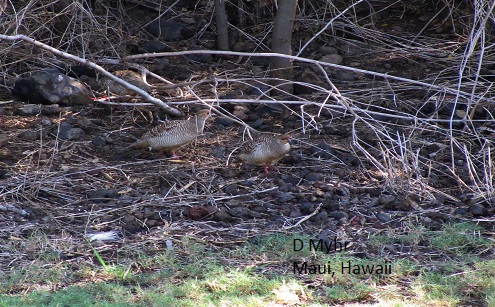 Photo (2): Gray Francolin