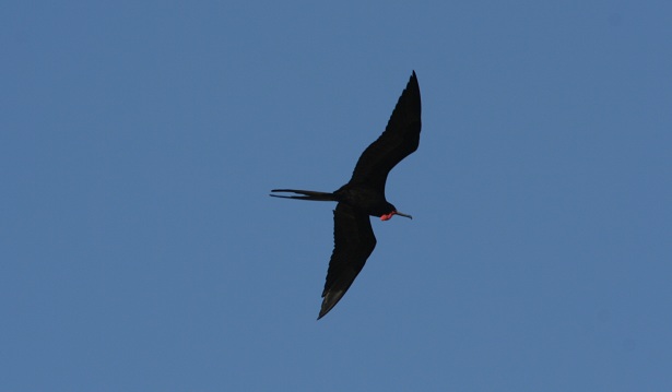 Photo (15): Magnificent Frigatebird