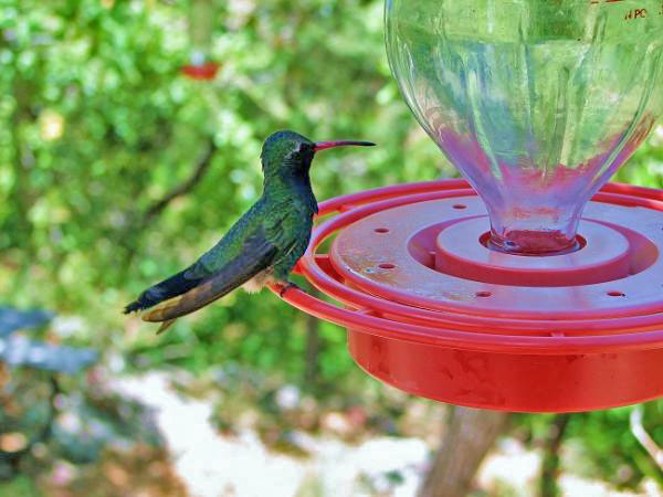 Photo (12): Broad-billed Hummingbird