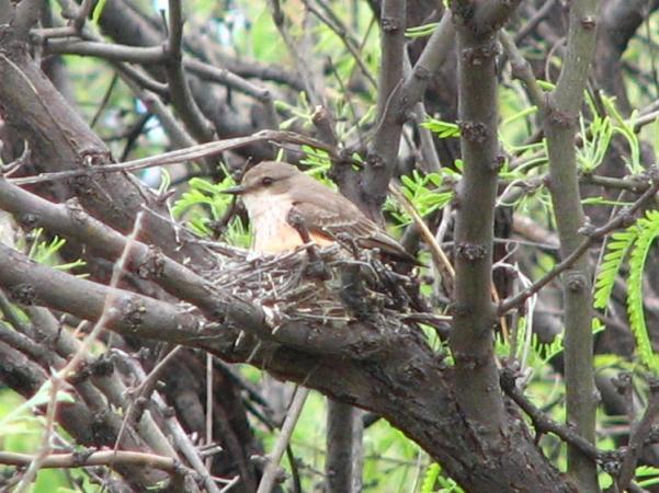 Photo (11): Vermilion Flycatcher