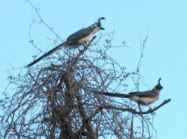 Photo (1): Black-throated Magpie-Jay
