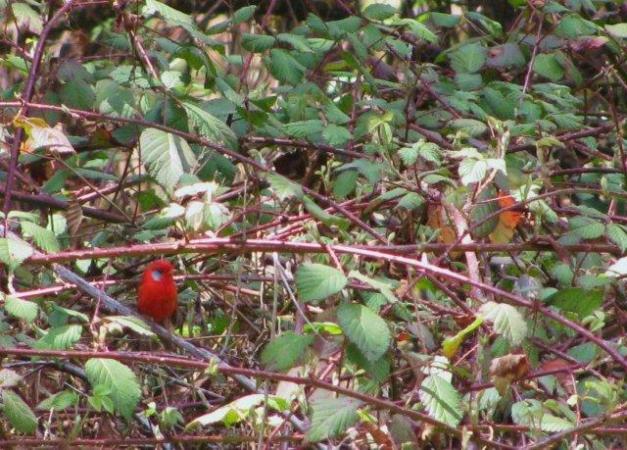 Photo (3): Red Warbler