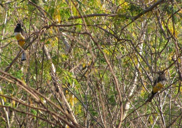 Photo (1): Citreoline Trogon