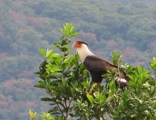 Photo (8): Crested Caracara