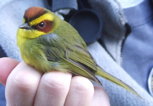 Photo (3): Golden-browed Warbler