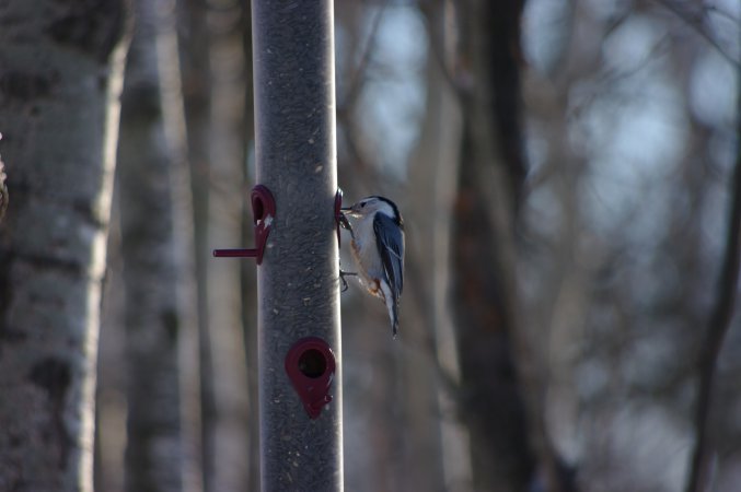 Photo (12): White-breasted Nuthatch