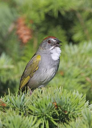 Photo (16): Green-tailed Towhee