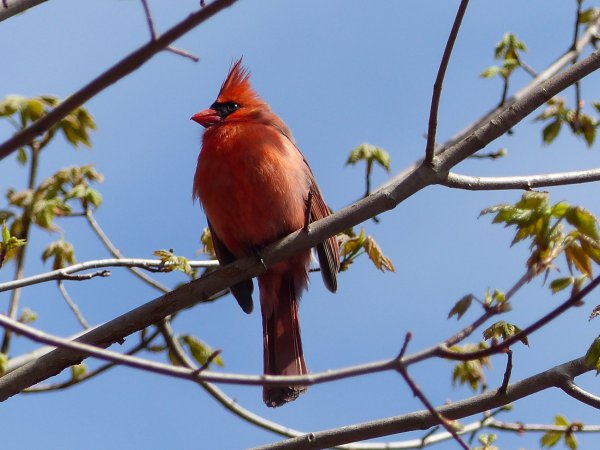 Photo (10): Northern Cardinal