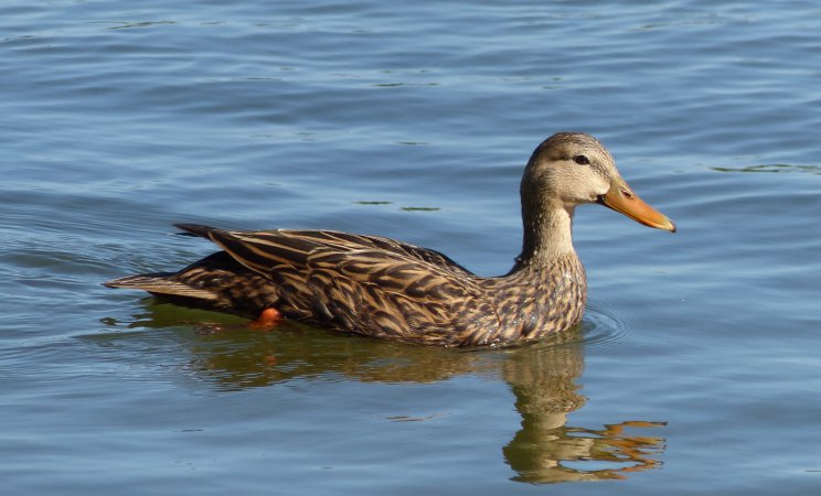 Photo (2): Mottled Duck