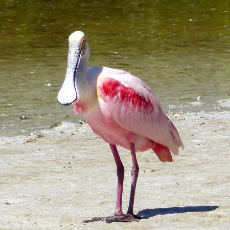 Photo (2): Roseate Spoonbill