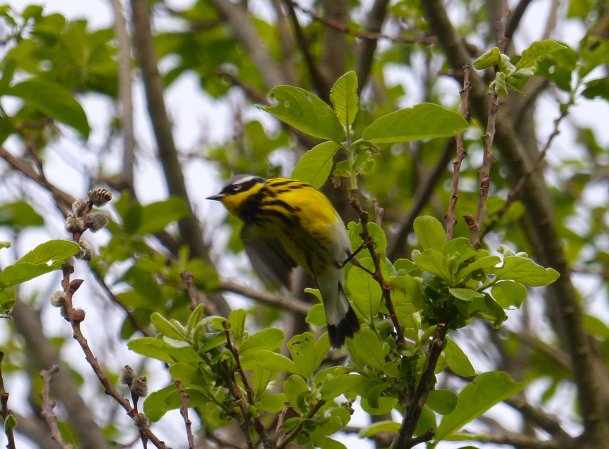 Photo (18): Magnolia Warbler