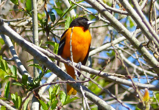 Photo (8): Baltimore Oriole