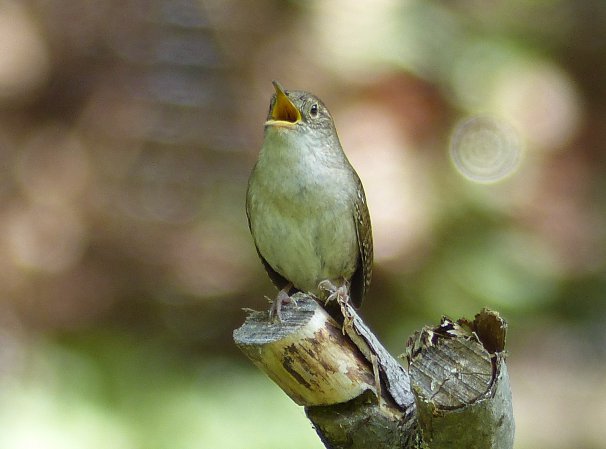 Photo (5): House Wren