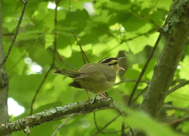 Photo (4): Worm-eating Warbler