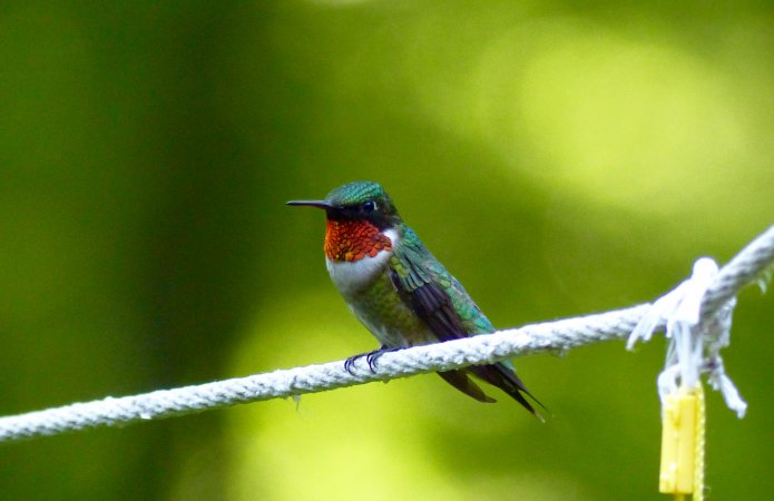 Photo (13): Ruby-throated Hummingbird