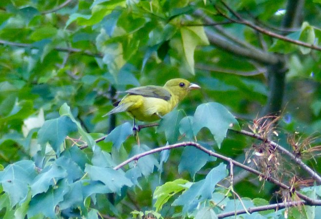 Photo (12): Scarlet Tanager