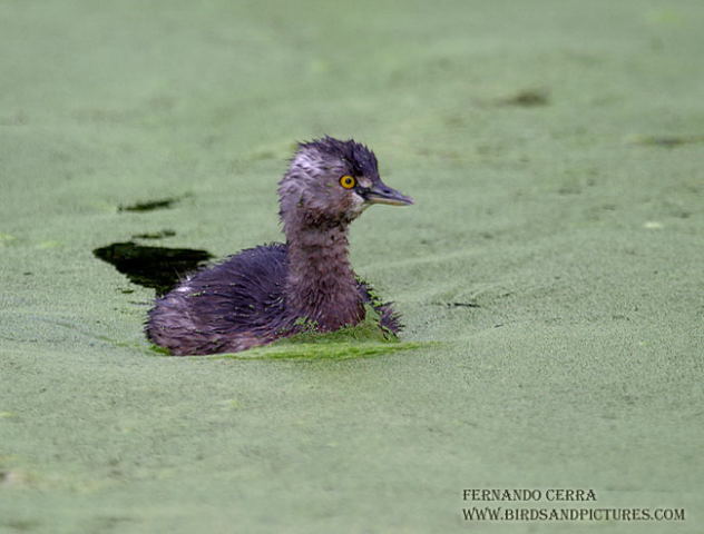 Photo (10): Least Grebe