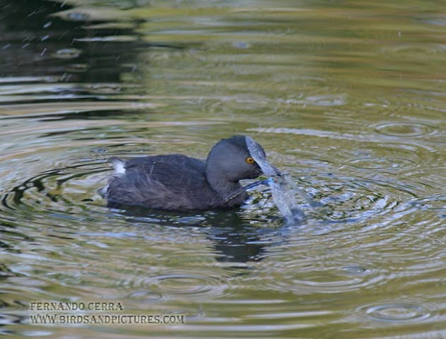 Photo (5): Least Grebe