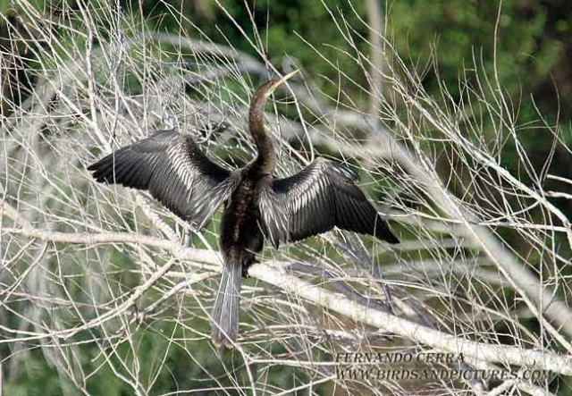 Photo (9): Anhinga