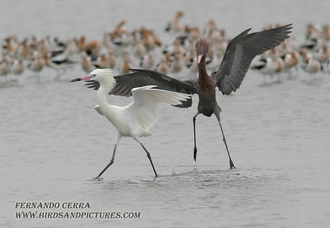 Photo (7): Reddish Egret