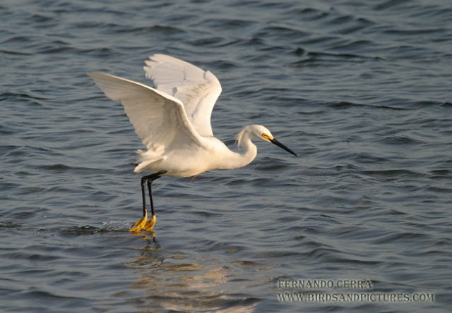 Photo (3): Snowy Egret