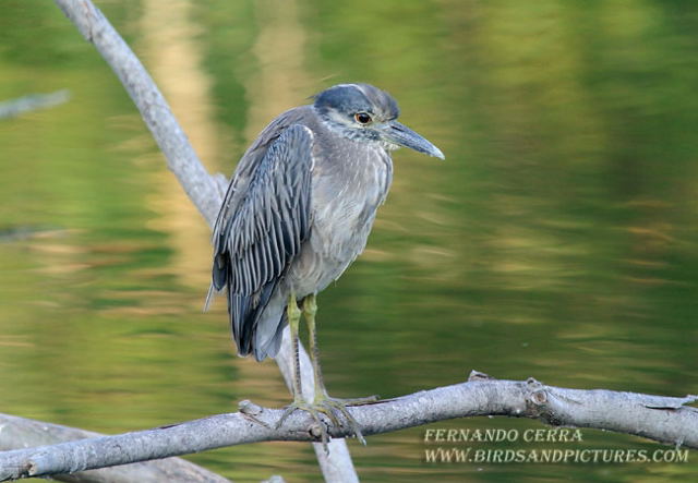 Photo (21): Yellow-crowned Night-Heron
