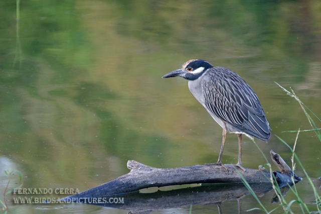 Photo (6): Yellow-crowned Night-Heron