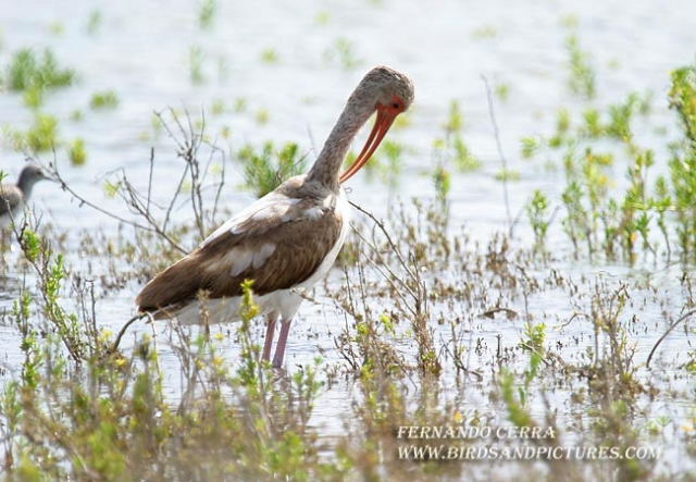 Photo (21): White Ibis
