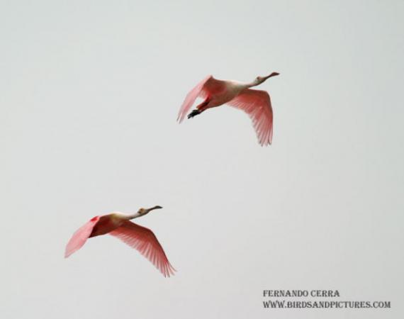 Photo (3): Roseate Spoonbill