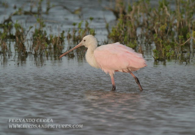 Photo (20): Roseate Spoonbill