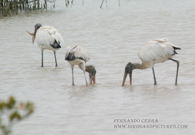 Photo (10): Wood Stork