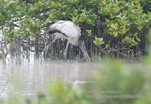 Photo (11): Wood Stork