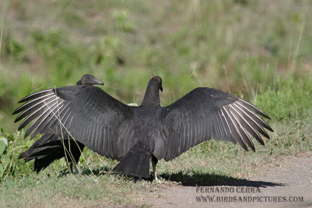 Photo (4): Black Vulture