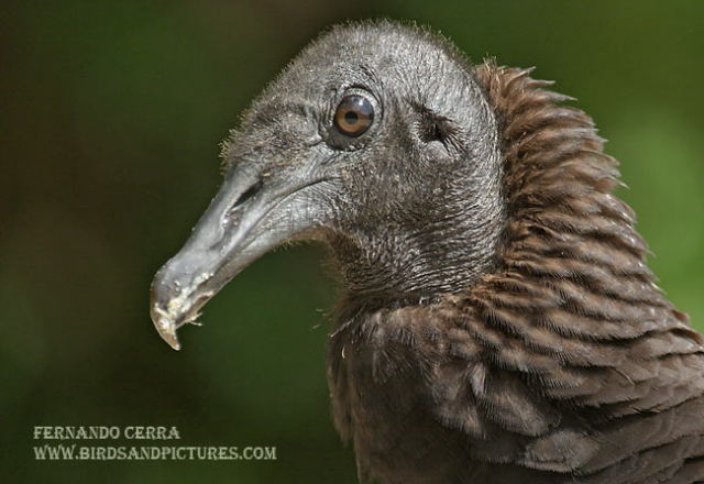 Photo (5): Black Vulture