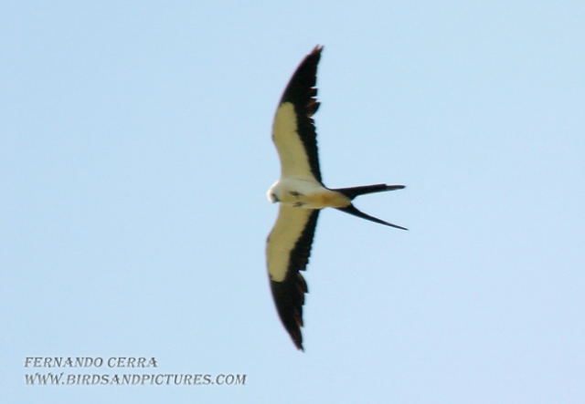 Photo (1): Swallow-tailed Kite