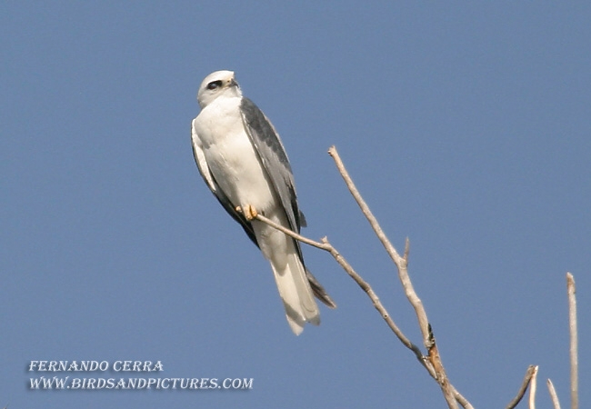 Photo (3): White-tailed Kite