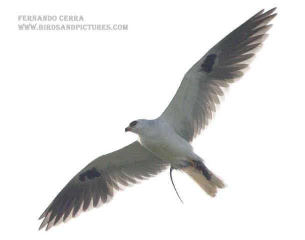 Photo (7): White-tailed Kite