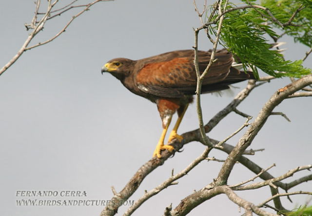 Photo (4): Harris's Hawk