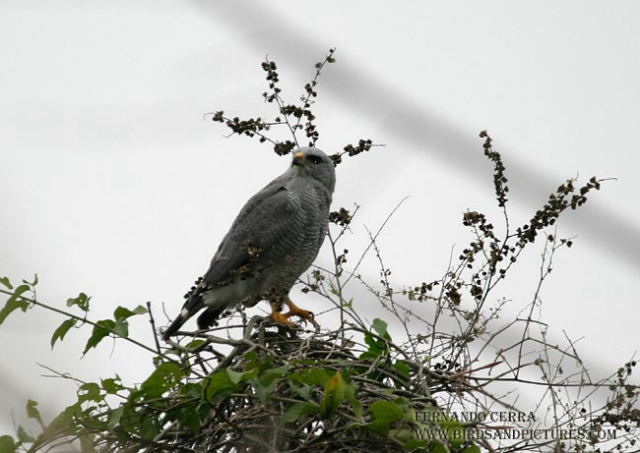 Photo (11): Gray-lined Hawk