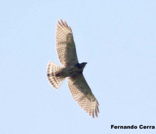 Photo (24): Gray-lined Hawk